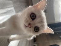 Sliver yavru british shorthair