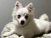Pomeranian uygun 2.5 aylık