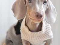 EXOTİC DACHSHUND YAVRULARI 