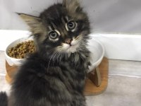 3 TANE TEKİR KEDİMİZ İÇİN YUVA ARIYORUZ