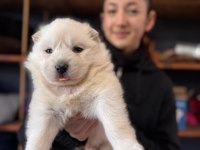 ORJİNAL SAFKAN SAMOYED