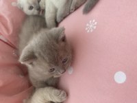 Minik yaramazlara yeni yuva arıyoruz.