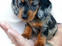 NADİR BULUNAN BLUE MERLE DACHSHUND BEBEĞİMİZ AŞILI