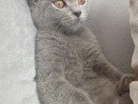 4 aylık british shorthair aşıları vurulmadı