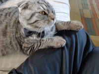 Sevgi pıtırcığı scottish fold