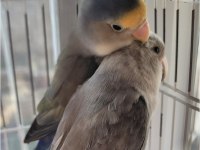 3 Muhabbet Kuşumu Ve 2 Cennet Papağanımı Takas Ediyorum
