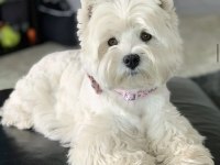 MALTESE TERRİER CİNSLERİ
