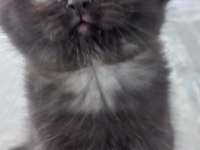 British longhair dark çikolata mükemmel güzellik