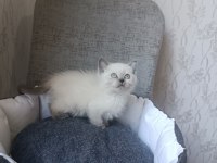 Blue point ve lilac british shorthair yavrularımız