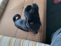 10 aylık tuvalet eğitimli siyah pug