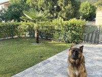 Eğitimli düşük bel şecereli alman kurdu