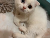 SCOTTİSH FOLD YAVRU KEDİLERİMİZ