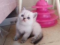Safkan british shorthair yavrularımız