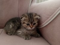 2 aylık scottish fold erkek