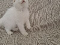Son Yavru Kediler Teslime Hazır