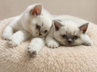 Tatlı British Shorthair Kardeşler Sahiplerini Bekliyor
