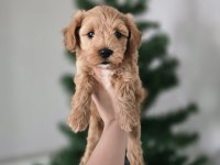 Orjinal Teacup Maltipoo Yavrular