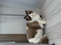 Şecereli ragdoll kızımız yeni yuvasını arıyor