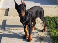 Sağlık Ve Irk Garantili Doberman