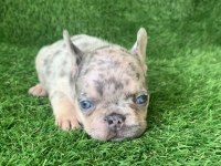 French bulldog güzellikler yeni yuvasını arıyor