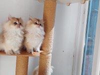 Şecereli british longhair kediler sahiplendirilecek