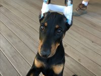 Ölümün Habercisi Safkan A Kalite Doberman