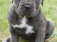 SHOW KALİTE CANE CORSO YAVRULAR