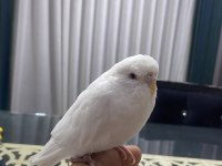Konuşan Ele Kola Gelen Dişi Muhabbet Kuşu