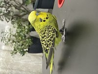 JUMBO GARANTİ TAKIM MUHABBET KUŞU