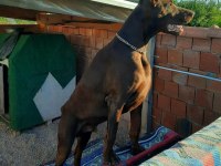 Şecereli doberman