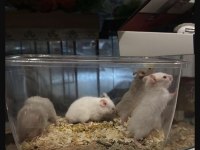 SİZ İSTEYİN BİZ GETİRELİM AYNI GÜN TESLİM HAMSTER