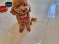 25 Haziran da teslime hazır akıl küpleri poodle