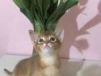 Safkan Secereli Anne Babadan Abyssinian Yavrular