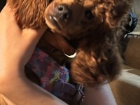 Red brown poodle kızımız
