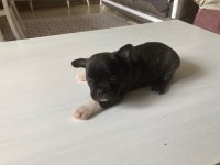 3 dişi ve 1 erkek french bulldog yeni sütten kesildi