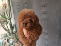 Poodle yavrular evlerine gitmeye hazır