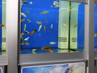 Ciklet beta neon tetra Lepistes japon moli