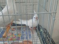 Albino kırmızı göz sultan papağanı yavruları