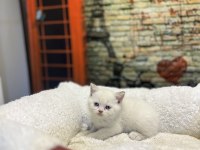 British Shorthair Güzellikleri @petclubadanaa