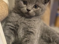 British shorthair kedisi