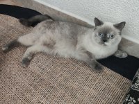 Dişi Sevimli Kedilerimiz