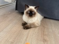 5 Aylik British Longhair Blue Point
