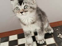 Scottish Fold Black Tabby