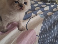 Scottish fold ve scottish straigt yavrularım