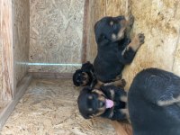 Şecereli babadan rezerveye açık rottweiler yavrular
