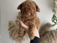 Korekan Toy Poodle erkek yavrumuz