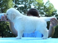 Golden Retriever Adrese Teslim Kapıda Ödeme Yapabilirsiniz