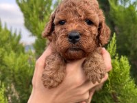 RED BROWN TOY POODLE