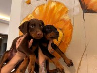 Doberman yavruları
