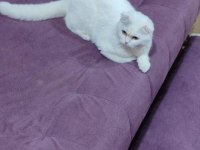Scottish fold kedisi